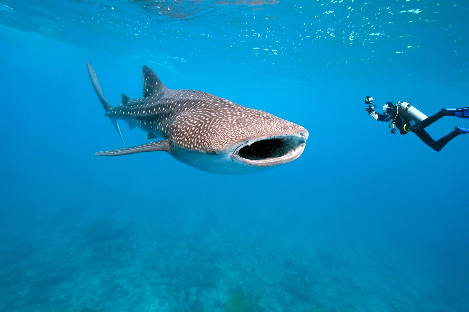 Swimming with Whale Sharks in Cabo San Lucas