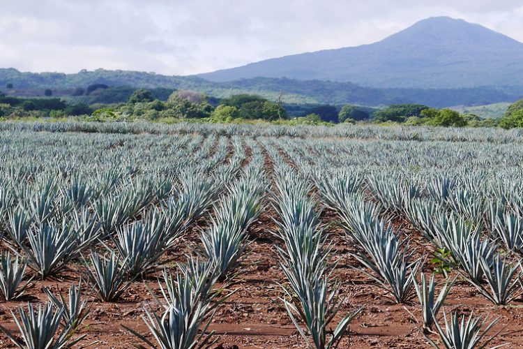 Blue Agave Field - Tequila Town