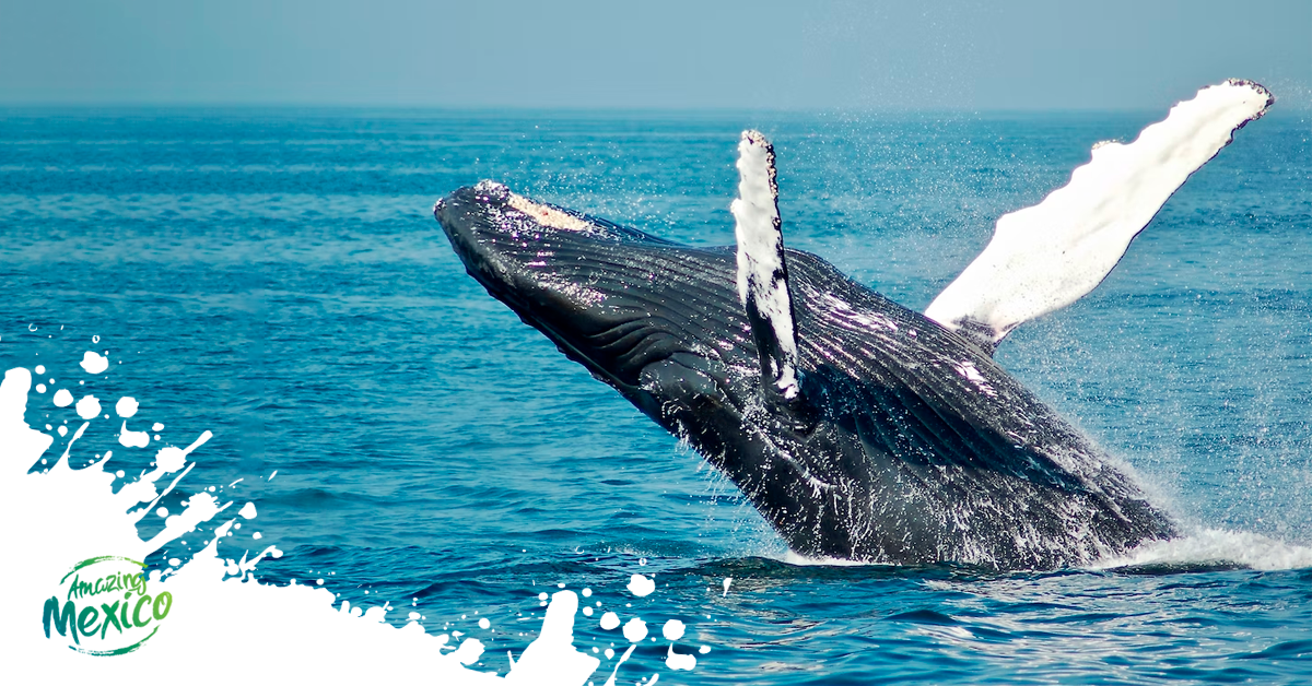 All About Wildlife in Puerto Vallarta – Amazing Mexico | Blog